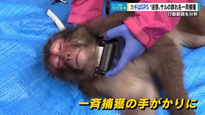 20年にわたる人とサルのせめぎ合いに決着　最新テクで群れの一斉捕獲に成功　餌場を作って安心させる作戦【広島発】