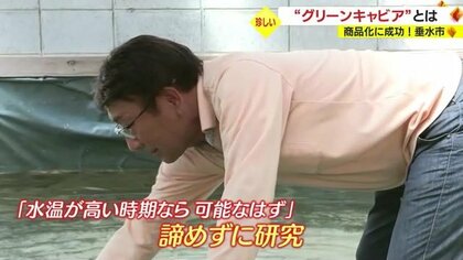 沖縄名物を鹿児島で商品化　「教科書がないから大変だった！」“グリーンキャビア”に魅せられた水産業者の挑戦