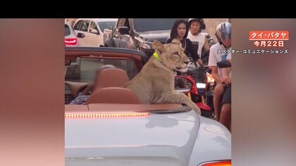 【リゾート騒然】高級オープンカーから身を乗り出す“百獣の王”ライオン　無許可飼育で飼い主は逮捕【タイ・パタヤ】