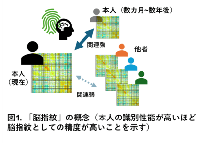 うつ病患者の脳内ネットワークにおける「独自性」の低下を発見～個人の脳の「指紋」を指標とした新たな客観的診断法の開発に期待～