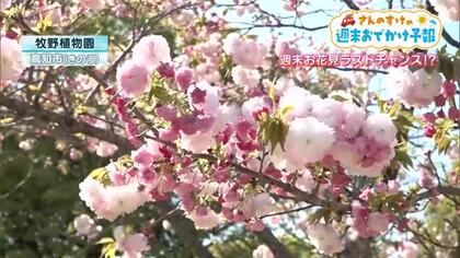 今年の桜はまだ終わらない！高知県内の「週末お花見スポット」運が良ければ桜吹雪も楽しめる