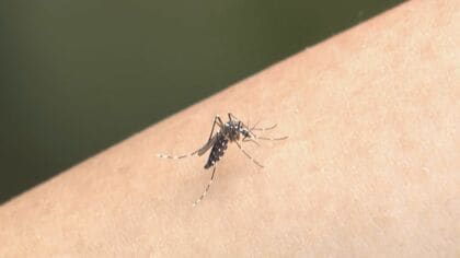 長崎県が「日本脳炎注意報」を発表　蚊に刺されない対策やワクチンの接種など呼びかけ