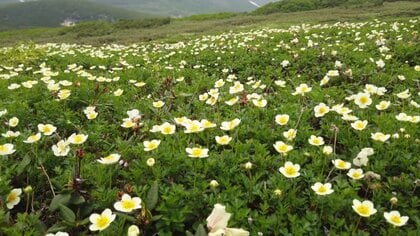 夏休み直前！日帰りで“涼”を求めるならココ　エアコン不要の“天然クーラー”に残雪の中で空中散歩【北海道地方】