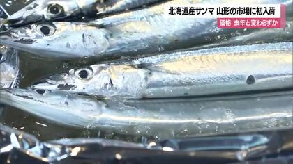 秋の味覚・サンマ“初競り”　最高値1キロ3500円・昨年に比べ入荷量少ない見込み　山形市公設卸売市場
