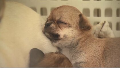 ペットの幸せな暮らしを目指して…動物愛護法の規制強化 一方で行き場失う犬や猫も