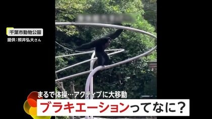 驚異の身体能力！まるで体操競技…アクロバティックに大移動テナガザルのハートちゃん「ブラキエーション」で飛び回り　千葉市