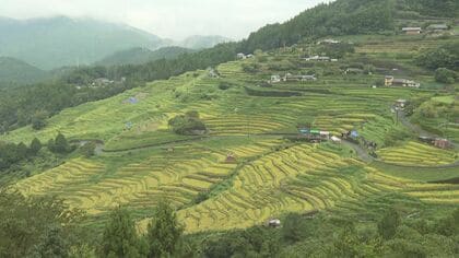 日本の棚田100選『丸山千枚田』で稲刈りの集い オーナーら約800人が集まり収穫楽しむ 三重県熊野市