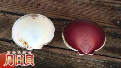 【今が旬！秋の味覚】弾力と甘さが自慢「月日貝」