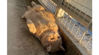 「いい幅みつけたね」ベランダの溝に“ジャストフィット”する猫…たそがれた表情で見つめる先を飼い主に聞いた