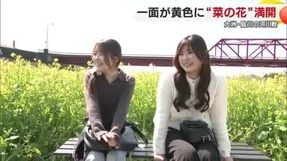 大洲の河川敷で菜の花見頃「黄色は元気パワー」春の訪れ告げる光景に「見ていていやされる」【愛媛】
