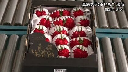 大粒で甘ーい高級ブランドいちご　『 糖蜜使用のこだわりいちご』出荷最盛期【熊本】