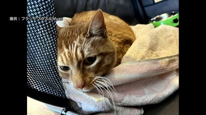 「なんで捨てたの?」里親探す猫カフェにネコを置き去り　防犯カメラが捉えた一部始終【佐賀発】