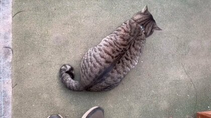 尻尾は今でもトレードマーク