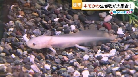 週末どう？見た目でドキッ、触れてほっこり　思わず推したくなる！？「キモかわ生き物展」（鳥取・米子市）