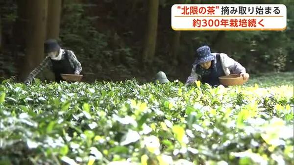 秋田の檜山茶、摘み取りスタート！その魅力を楽しもう