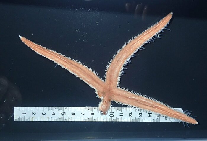 発見されたサザレスナヒトデ(画像提供:アクアマリンふくしま)