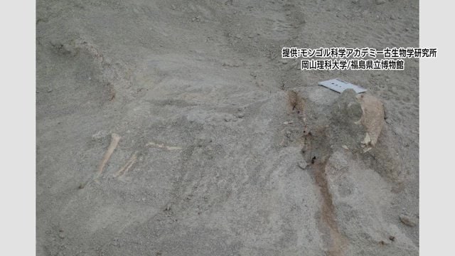 画像提供:モンゴル科学アカデミー古生物学研究所 岡山理科大学/福島県立博物化館