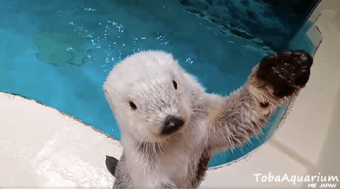 提供:鳥羽水族館