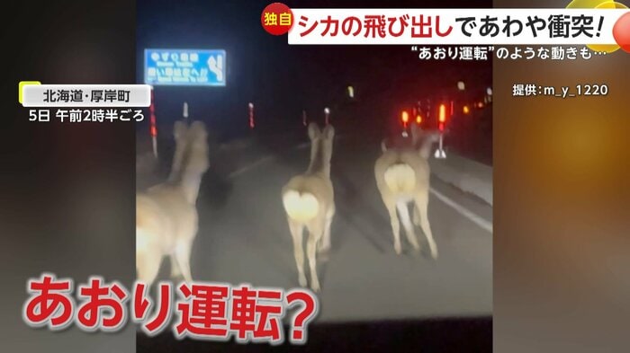 左右にゆらゆらと走るシカ3匹