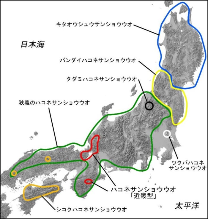 2021 年までのハコネサンショウウオ6種と「近畿型(ホムラハコネサンショウウオ)」の分布。(写真提供:国立科学博物館)