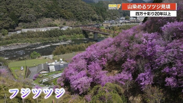 四万十町十川地区を流れる四万十川の近く。フジツツジが山一面を彩る