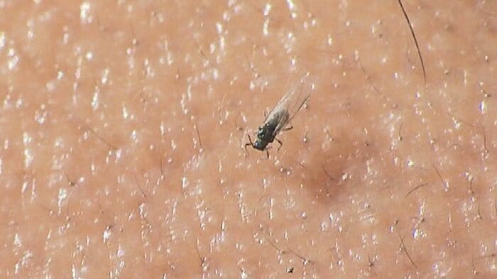 「雪虫」と呼ばれるアブラムシの仲間