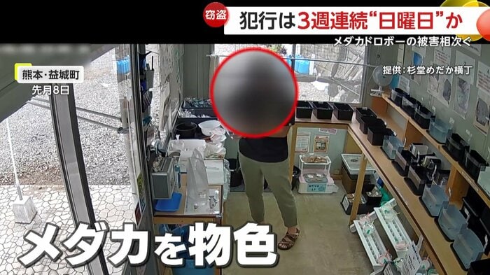 店内のメダカを物色する男