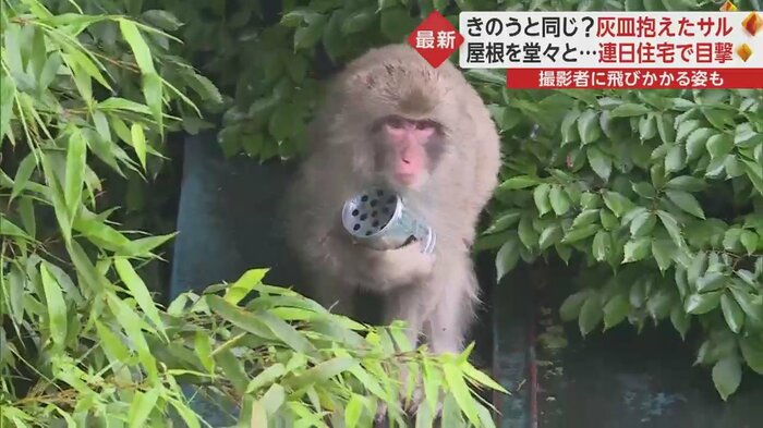 なにやら銀色の缶を大事そうに抱えながら茂みの中から出てきたサル