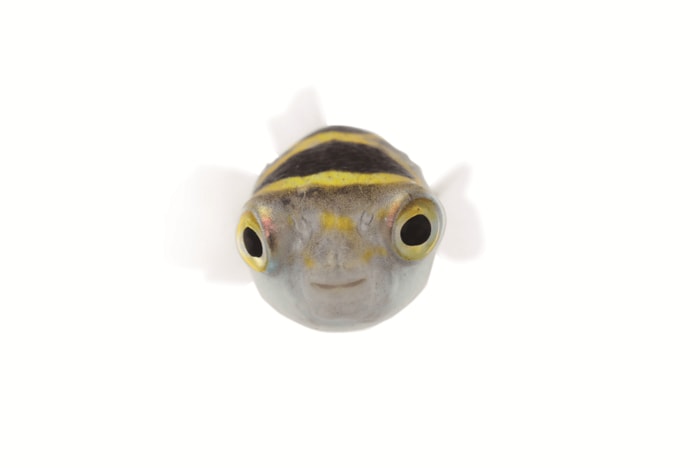 ハチノジフグ