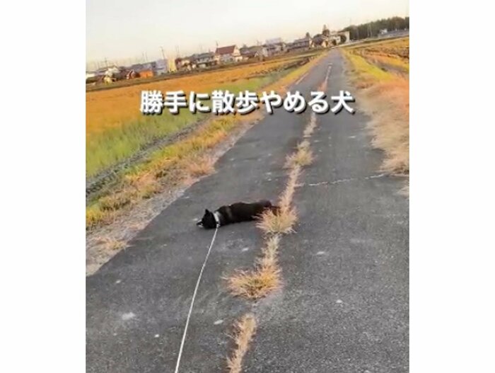 提供:柴犬むさしとこじろうさん