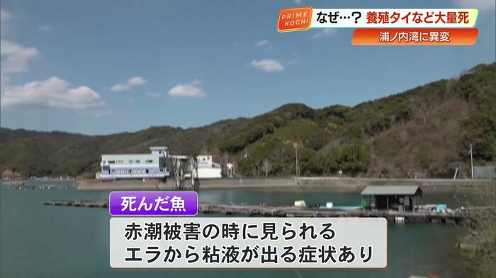 死んだ魚の症状