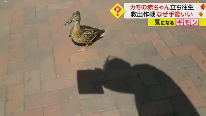 路上を歩くカモのお母さん