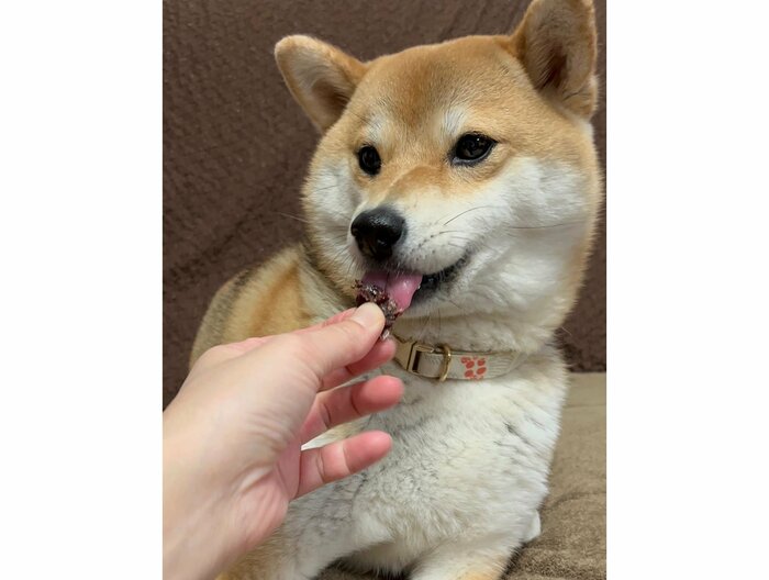 提供:柴犬ゆきちゃん
