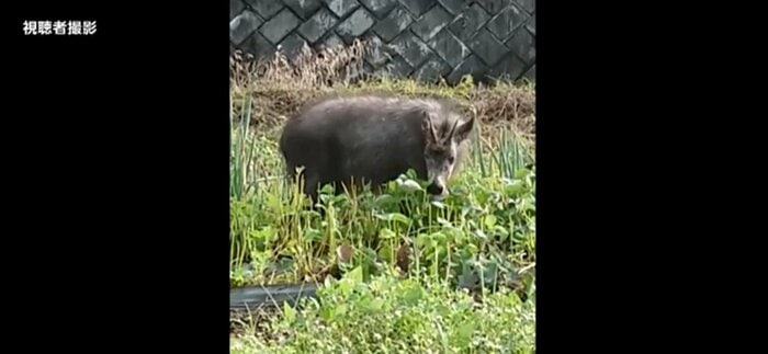 埼玉県小鹿野町で農作物を食べるカモシカ(視聴者撮影)