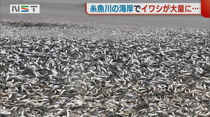 筒石漁港(糸魚川市)