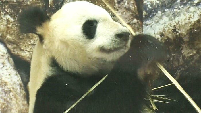 アドベンチャーワールドのパンダ4頭中国へ返還決まる