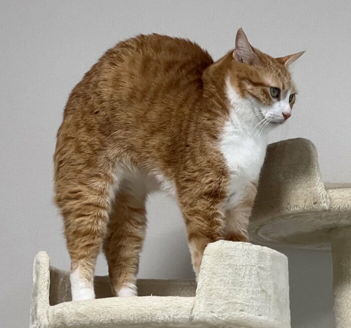 飼い主いわく「アーチスタイル伸び」