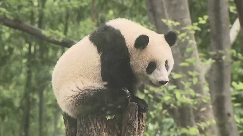 【速報】上野動物園のパンダ「シャンシャン」　来年2月中旬から3月上旬に中国に返還へ｜FNNプライムオンライン