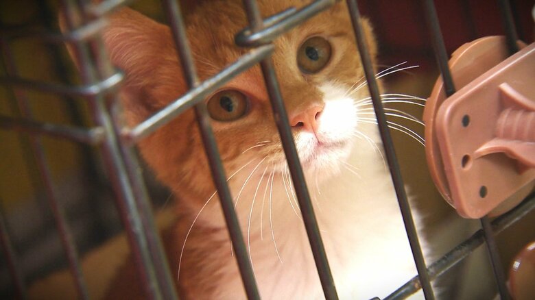 「ネコを家族の一員に…」“保護ネコ”急増で譲渡は前年の1.5倍に　“多頭飼育崩壊”防止へ不妊･去勢専門病院も｜FNNプライムオンライン