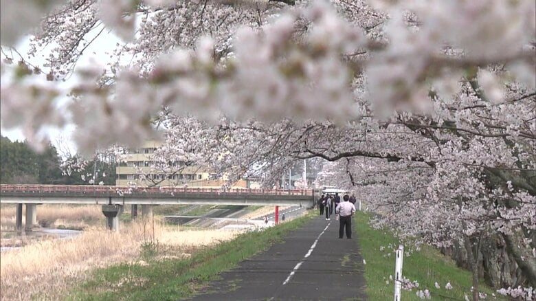 町民たちが守り続ける春景色　浪江町・請戸川リバーラインの桜並木《ふくしま桜紀行2025》｜FNNプライムオンライン