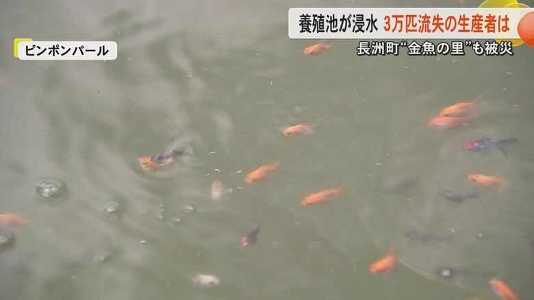 「金魚が逃げた」記録的大雨で日本有数の金魚の産地・長洲町で金魚が養殖池から流失　約3万匹の金魚を失った生産者も｜FNNプライムオンライン