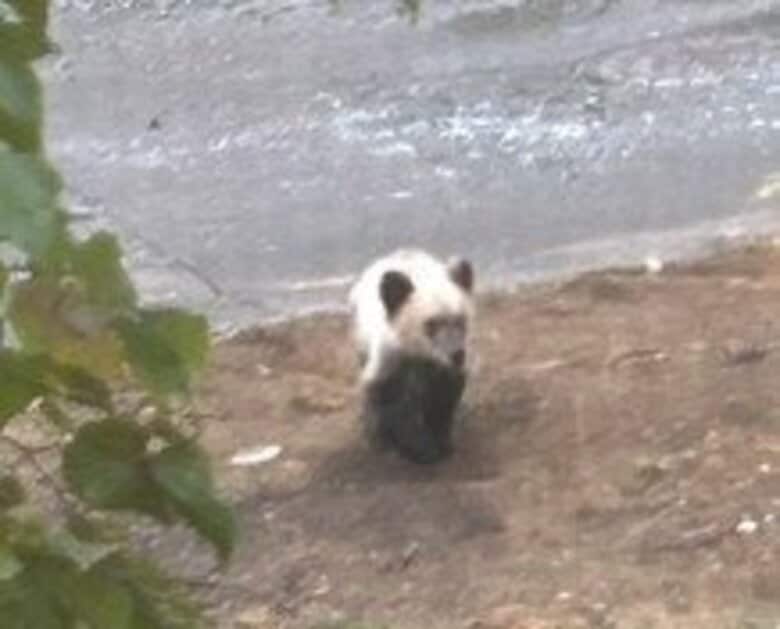 「白っぽい毛の子グマ」札幌の住宅街に出没「今年生まれの子グマで何らかの理由で1頭になったか」食料を求めて再出没の恐れも…住民に不安広がる〈北海道〉｜FNNプライムオンライン