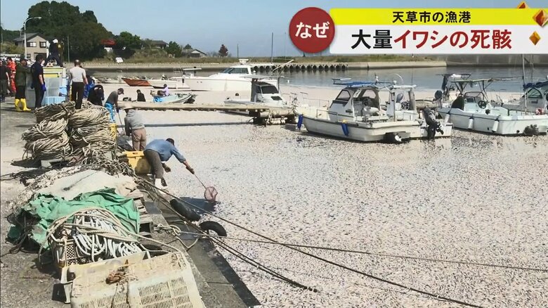 「こんな異常な光景は初めて見た」 熊本・天草市の漁港でイワシの大量死　原因は酸欠か？ 県と天草市が調査｜FNNプライムオンライン