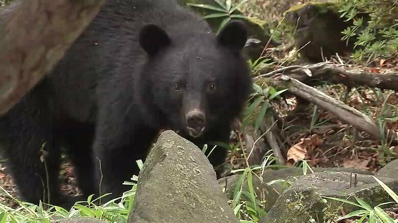 クマ被害「顔のけがが8割」救急専門医「防御姿勢が命守る」　春先の出没が急増、岩手県で前年約5倍　人里での冬眠影響か｜FNNプライムオンライン