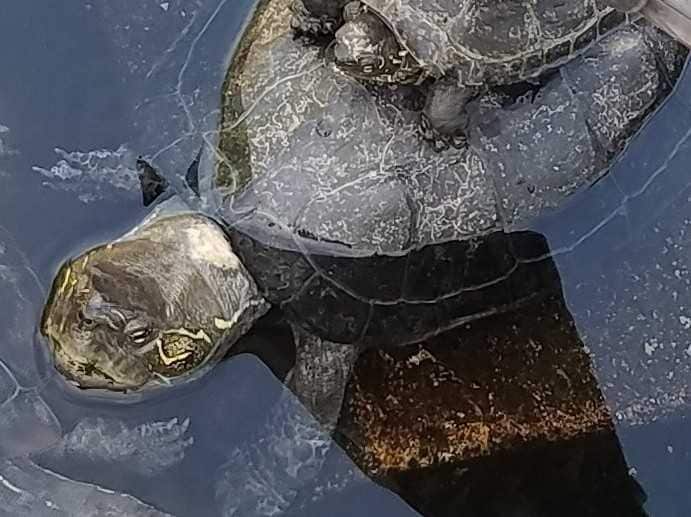 写真:爬虫類とボク(@Reptileandme)さん