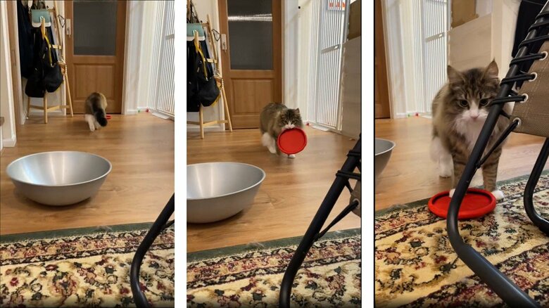 飼い主さんが投げたディスクをくわえて戻る（提供：しろあんでっかい北欧猫さん）