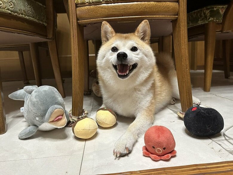 「遊んで」とおもちゃをたくさん持ってきた