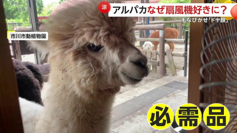 扇風機前にいるマシュちゃん（提供：市川市動植物園）