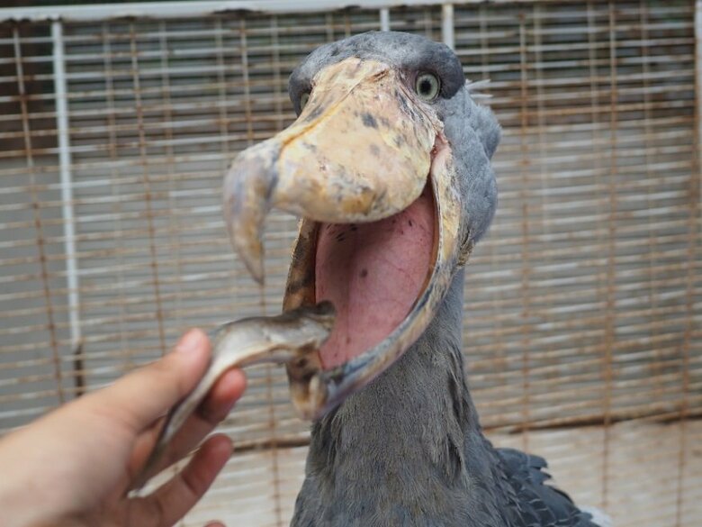 エサをもらって嬉しそうなフドウくん