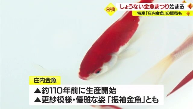 “振袖金魚”とも呼ばれる「庄内金魚」